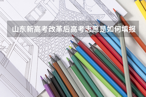 山东新高考改革后高考志愿是如何填报的？